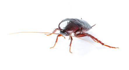 art Cockroach bug  isolated on white background
