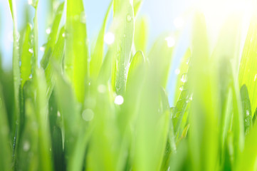 fresh wet grass in sun rays, closeup