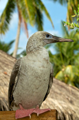 Red-Footed Booby
