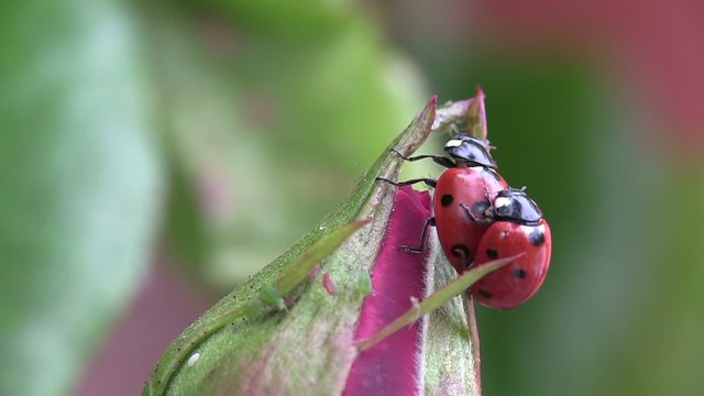 p&eacute;riode de reproduction