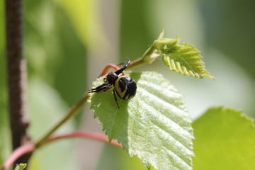 Паук Синаема украшенная (Synaema ornatum) на берёзе