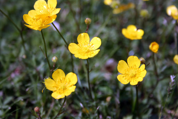 Obraz premium Ranunculus repens (Creeping Buttercup)