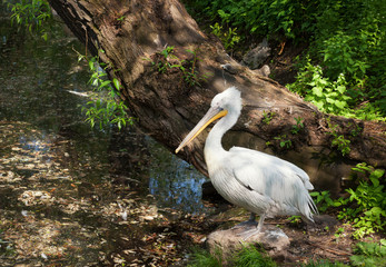 Пеликан.