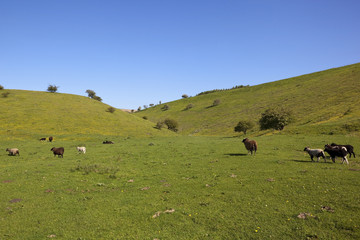 summer meadow with sheep