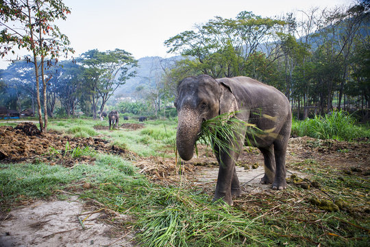 Asia Elephant eating grass.