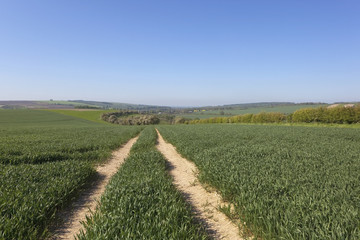 summer wheat field