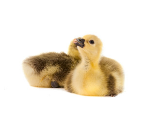little gosling isolated