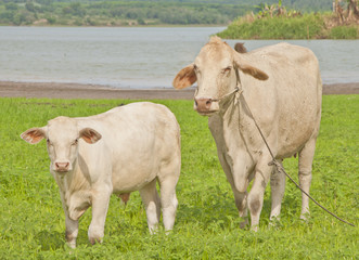 Fototapeta na wymiar Asian cow