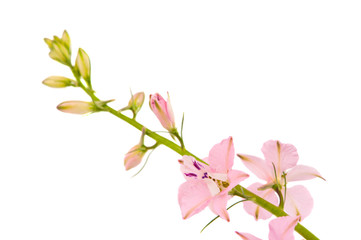 twig with small pink flowers