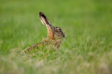 Europäischer Feldhase, Brown hare, Lepus capensis