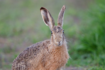 Europäischer Feldhase, Brown hare, Lepus europaeus