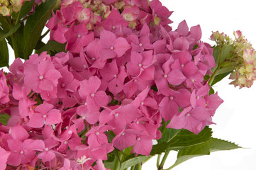 hydrangea flowers (close-up view)