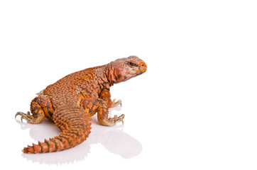 Fototapeta premium lizard (uromastyx)