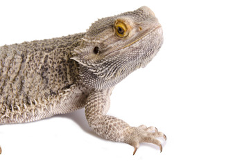 Bearded dragon (1)