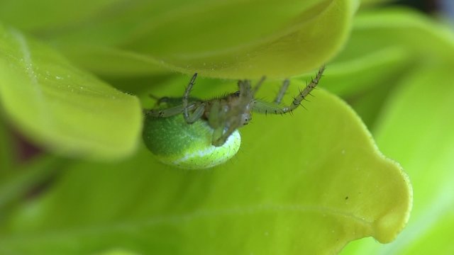 araign&eacute;e qui se fond dans le d&eacute;cor