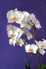 white orchid on lila background