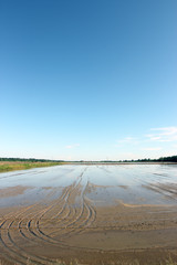 rice crops in spring time