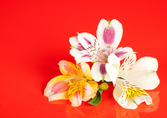 Obraz na płótnie Canvas Alstroemeria flowers
