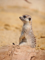 Meerkat