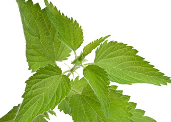 nettle isolated