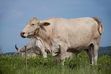 Asian cow