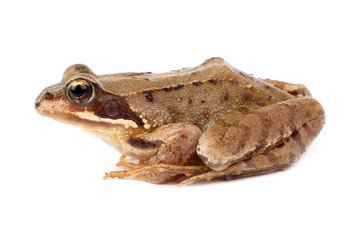 Kröte (Bufonidae)