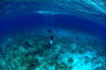 Man free diving and spear fishing