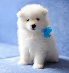 Beautiful Samoyed (or Bjelkier) puppy looking into the camera