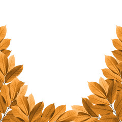Leaves on white background , Frame