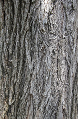 Old Tree Bark