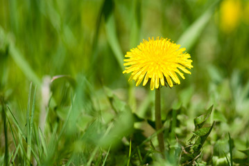 Yellow wild dandelion on a meadow