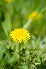 dandelion