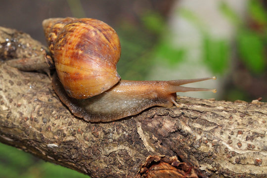 Snail is climbing on the tree with nature background