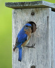 Male Eastern Bluebird (Sialia sialis) Perched on a Nest Box - Ontario, Canada