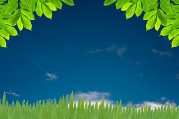 Obraz premium Green leaves on white background , Frame