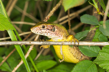 a portrait of a Sand Lizard (Lacerta agilis)
