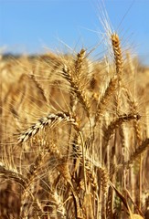 golden ears of wheat