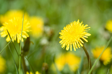 Dandelion flower on green grass
