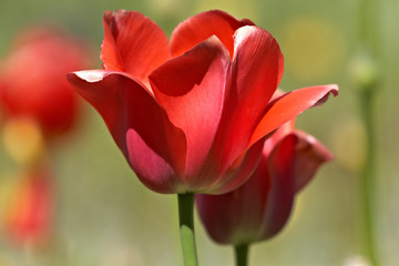 Red tulip bud