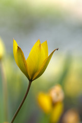 Obraz premium Wild yellow tulip and little spider