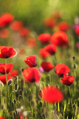 Fototapeta na wymiar Red Anemone Flowers