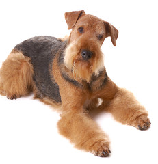 dog Airedale