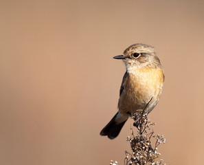 Female Stonechat looking left