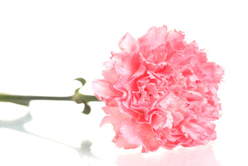 Pink carnation isolated on white