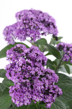 Vanilleblume