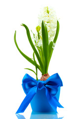 beautiful white hyacinth in blue flowerpot isolated on white