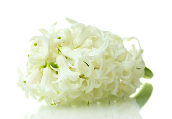 beautiful white hyacinth isolated on white