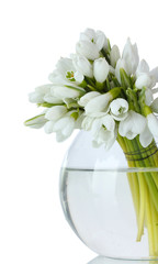 beautiful bouquet of snowdrops in transparent vase isolated