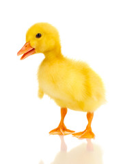 Duckling isolated on white