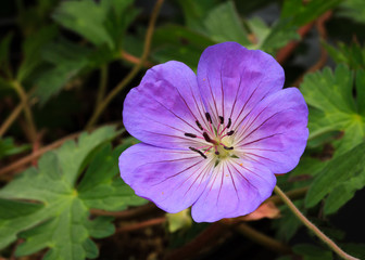 Perennial Geranium Rozanne